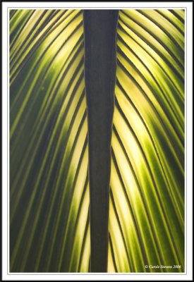 Leaf abstract!