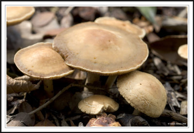Fungi  amongst the trees!