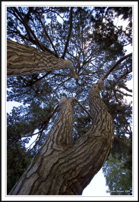 Looking up through the branches!