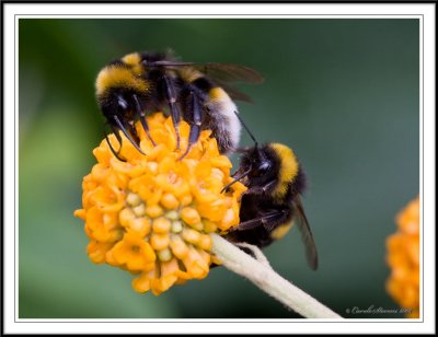 Bumble bees - Bombus terrestris sharing a Budleia!