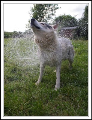 Bathtime for Wolfie!