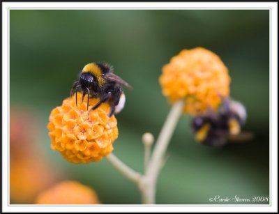 Bumble bee twice- Bombus terrestris