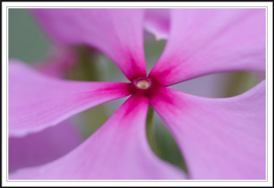 Central pink!