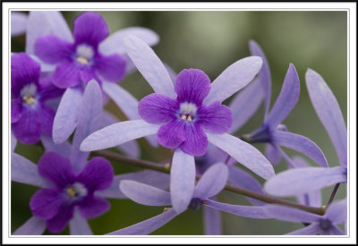Two flowers in one?