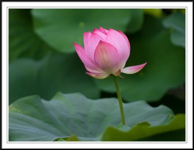 Simply Pink!