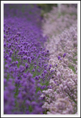 Shades of Lavender!