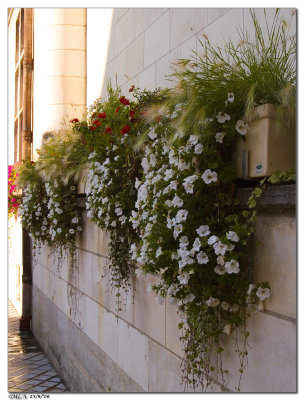 25 september: white flowers in Amboise