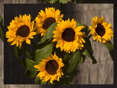 5 sunflowers