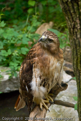 Red Tailed Hawk - Revisited