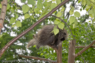 Porcupine in a Tree?
