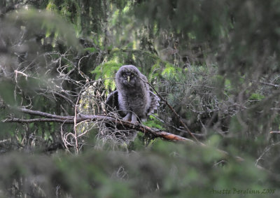 Great grey Owl / Strix nebulosa / Lappuggla - Hi, hoo are you?