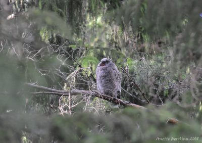 Great grey Owl / Strix nebulosa / Lappuggla - Mom, dad!