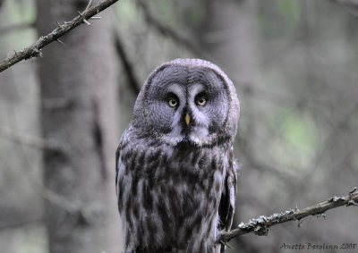 Great grey Owl / Strix nebulosa / Lappuggla - okay, I´m here.