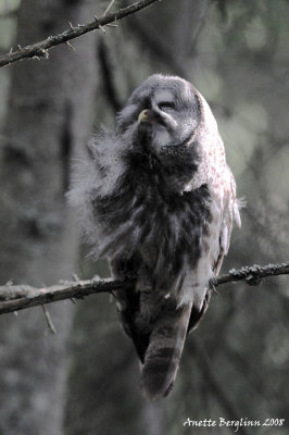 Great grey Owl / Strix nebulosa / Lappuggla - No danger. Trimmingtime.