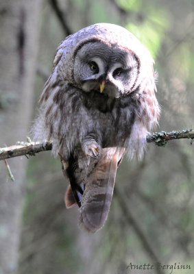 Great grey Owl / Strix nebulosa / Lappuggla