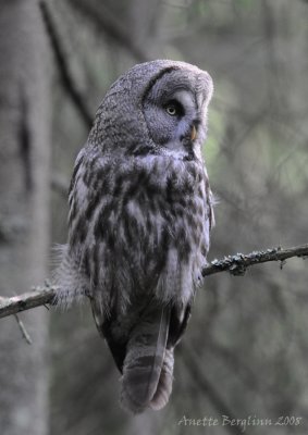 Great grey Owl / Strix nebulosa / Lappuggla - Done. Im gorgeous.
