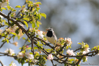 White wagtail /Motacilla alba/Sädesärla