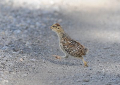 Black grouse junior / Tetrao tetrix / Orre