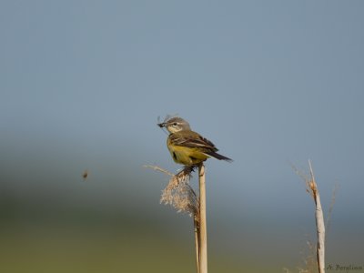 Yellow Wagtail / Motacilla flava / Gulärla