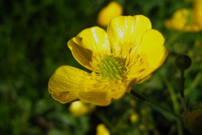 bouton d'orRanunculus sp.