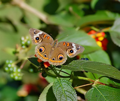 Common Buckeye