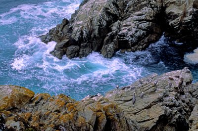 Point Lobos,State Preserve, CA