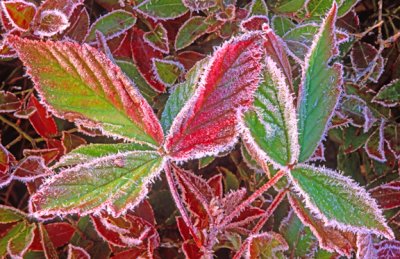 Frosted blueberry and strawberry leaves, ME