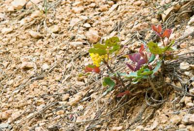 _DSC0241.jpg