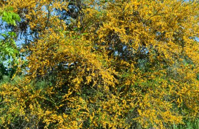 _DSC0283. 'Ebyny' (Jamaican Rain Tree)