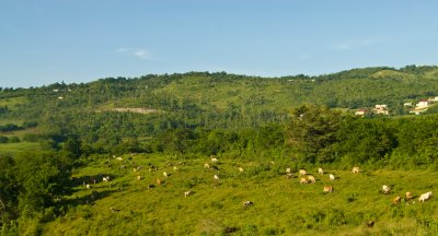 _DSC0469. Cattle On A Hill - Williamsfield
