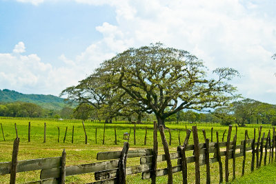 _DSC0068. FencesV