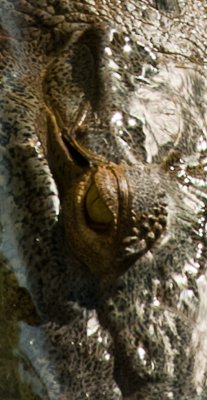 _DSC1023. Gator Eye