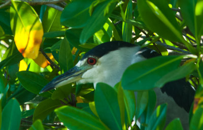 _DSC1030. Blue Capped Heron