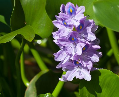 _DSC1042. River Flora
