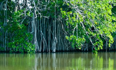 _DSC1046. Mangroves