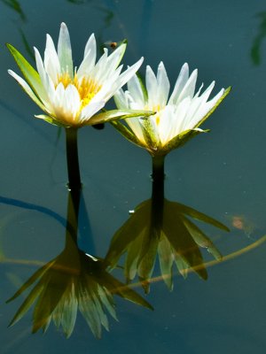 _DSC1051-2. Water Lillies