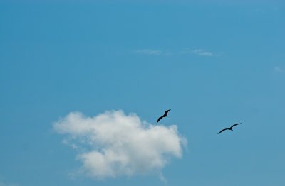 _DSC1052. Soaring