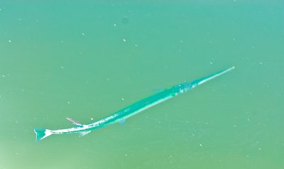 _DSC1064. Gar
