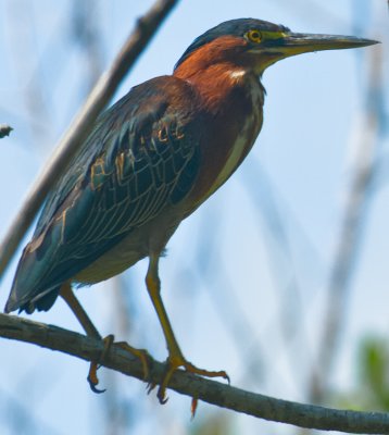 _DSC1080. Green Heron