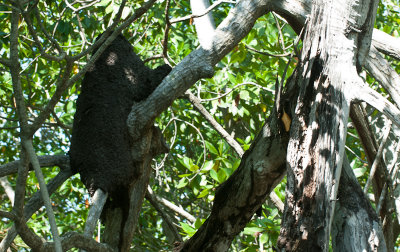 _DSC1097. 'Climbing Monkey'