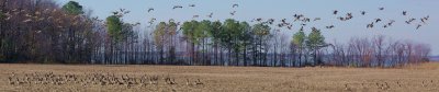 E Shore geese pano-sm.jpg