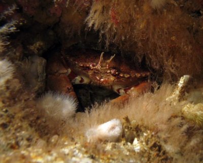 IMG_0617-crab.jpg