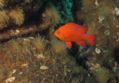 IMG_0624-Juvi garibaldi.jpg