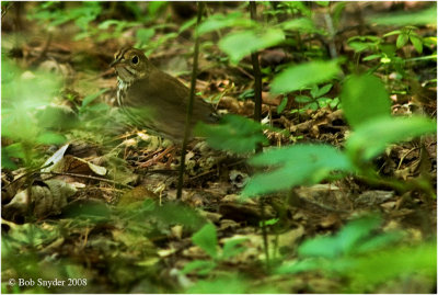 Summer Morning in Penn's Woods: July 19, 2008