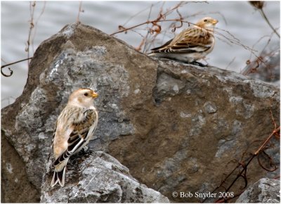 Snow Buntings at Lower Green's Run boat launch, Bald Eagle State Park, PA