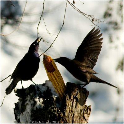 Common Grackles seeking food while migrating; Or the great maize mania!!