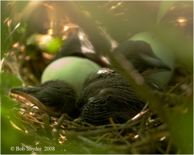 There were two chicks by June 8th.