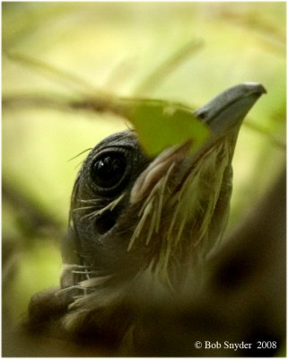 Fledgling #1 as it stalks about the branches.