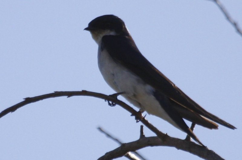 Tree Swallow