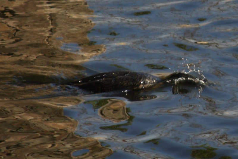 Cerritos Loch Ness Monster?